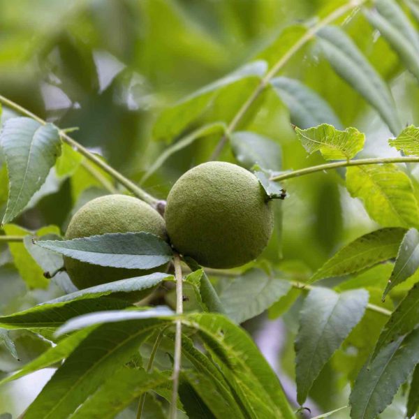 como-identificar-el-arbol-de-nogal-negro-comun