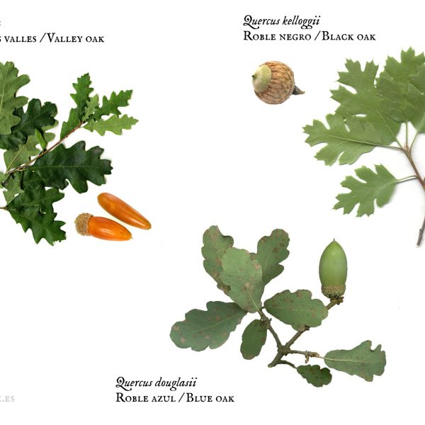 como-identificar-el-roble-negro