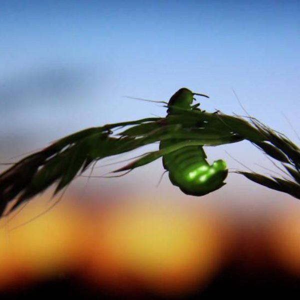 como-la-contaminacion-luminica-puede-estar-danando-a-los-insectos
