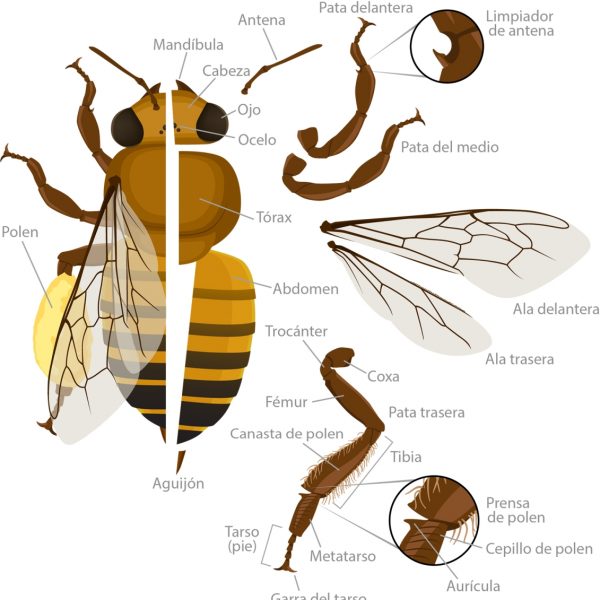 como-las-abejas-meliferas-ayudan-a-los-humanos