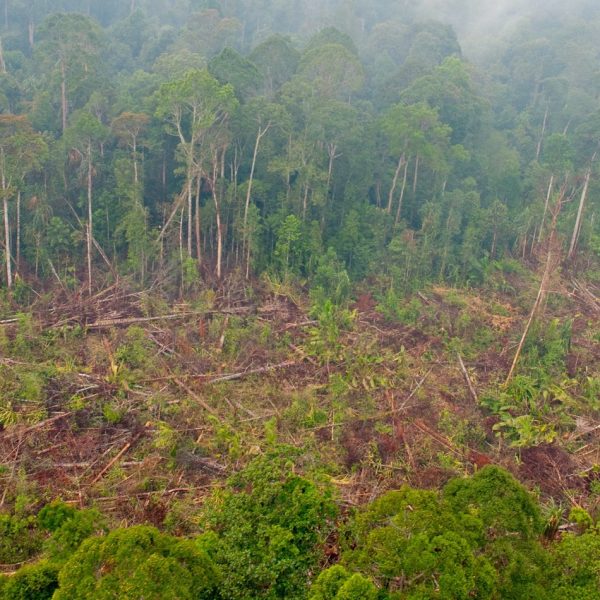 como-las-empresas-privadas-son-clave-para-salvar-el-otro-bosque-de-brasil