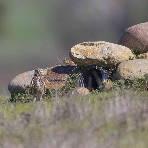 como-las-llamadas-falsas-y-las-salpicaduras-de-pintura-ayudan-a-los-buhos-a-reubicarse