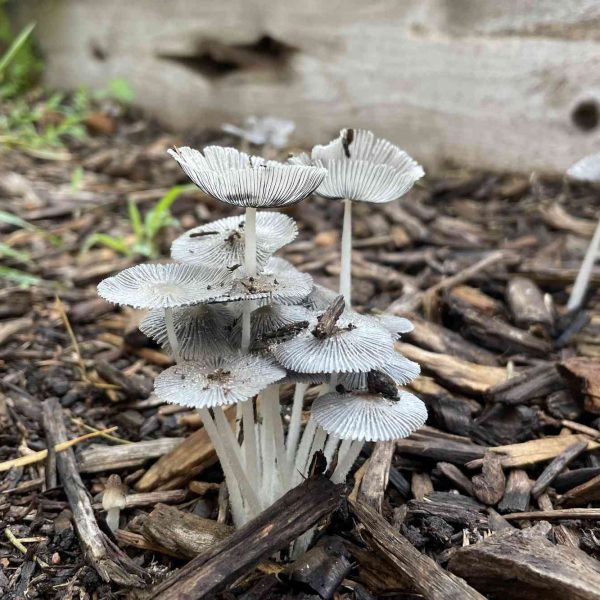 como-mejoro-la-ecologia-fungica-en-mi-jardin