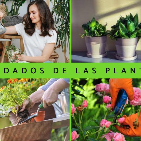 como-proteger-tus-plantas
