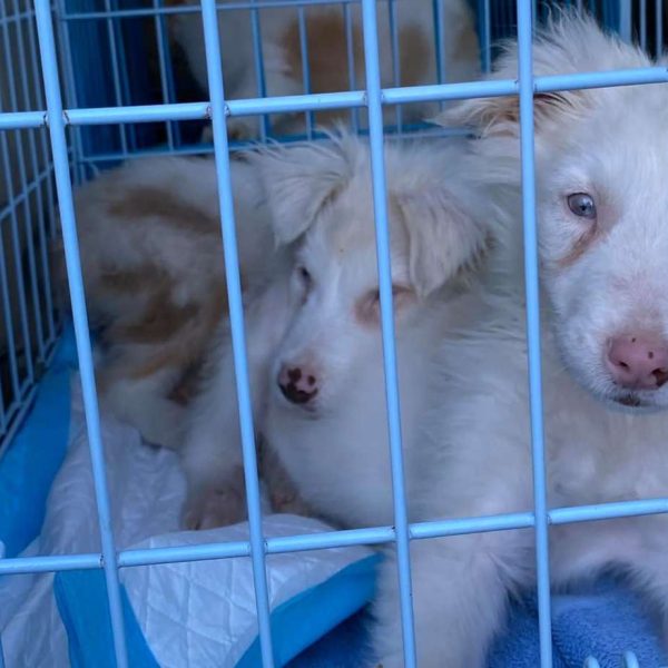como-puede-alguien-tirar-cachorros-al-costado-de-la-carretera