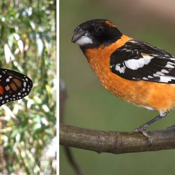 como-pueden-los-depredadores-comer-mariposas-venenosas