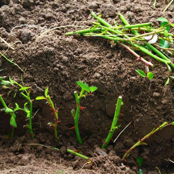 como-tomo-esquejes-de-madera-dura-en-mi-jardin
