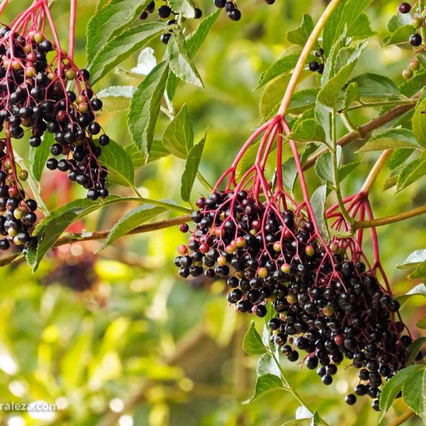 como-uso-las-bayas-de-sauco-de-mi-jardin