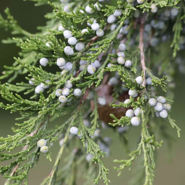 como-utilizar-plantas-autoctonas-en-sus-decoraciones-navidenas
