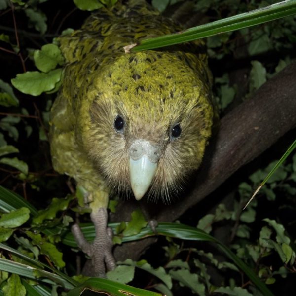 comunidad-sudafricana-planta-bosque-para-salvar-al-loro-mas-raro-del-mundo