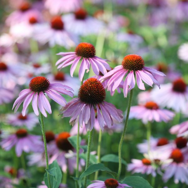 coneflowers-fdd0d86c21c34808a88506285357015e.jpg