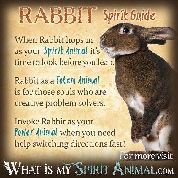 conejo-spirit-animal-spirit-animal-info