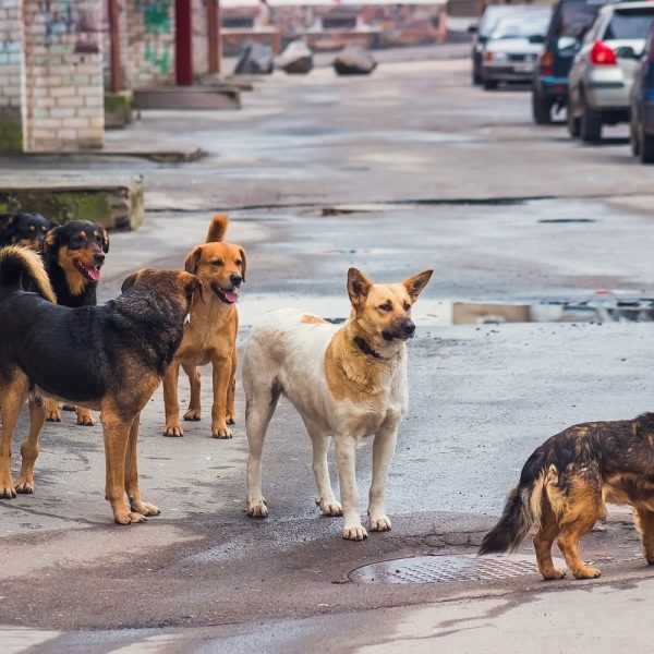 croqueta-anticonceptiva-para-perros-desarrollada-en-la-unam