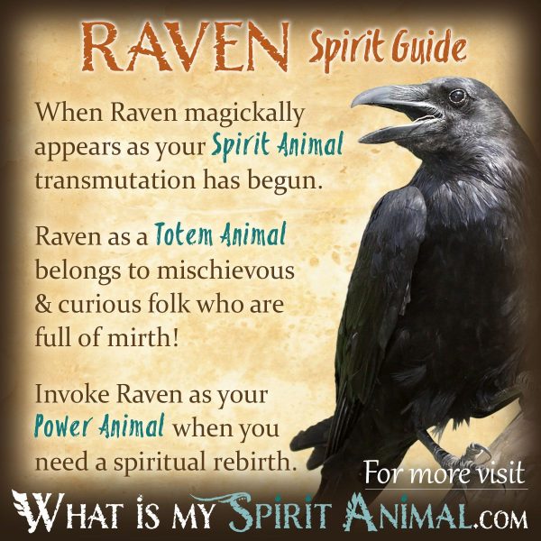 cuervo-spirit-animal-spirit-animal-info