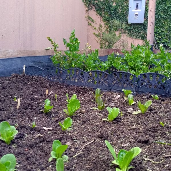 cultiva-tus-propios-alimentos-5-formas-de-cultivar-donde-sea-que-vivas