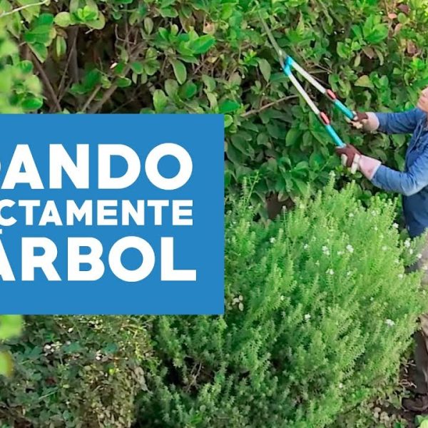 debe-usted-podar-mi-enfoque-de-la-poda-en-el-jardin