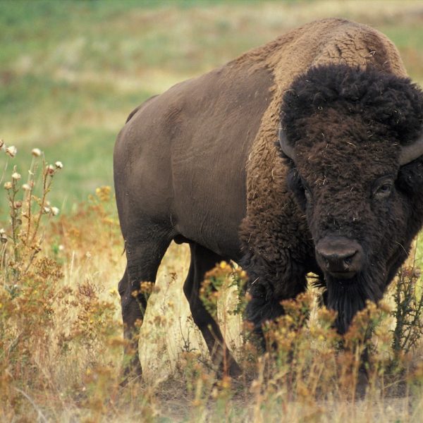 decenas-de-bisontes-liberados-en-tierras-tribales-en-dakota-del-sur