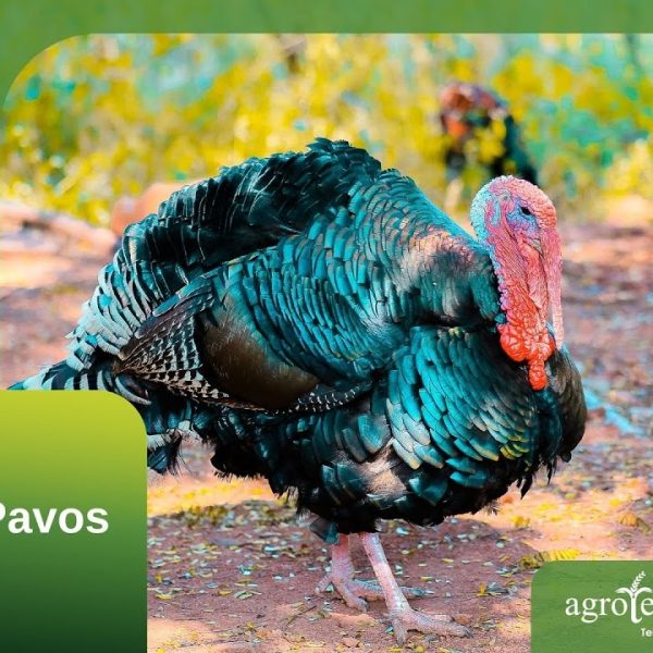 descubra-si-criar-pavos-es-adecuado-para-usted