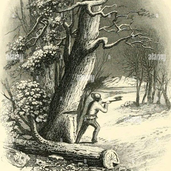devereaux-bell-abraza-arboles