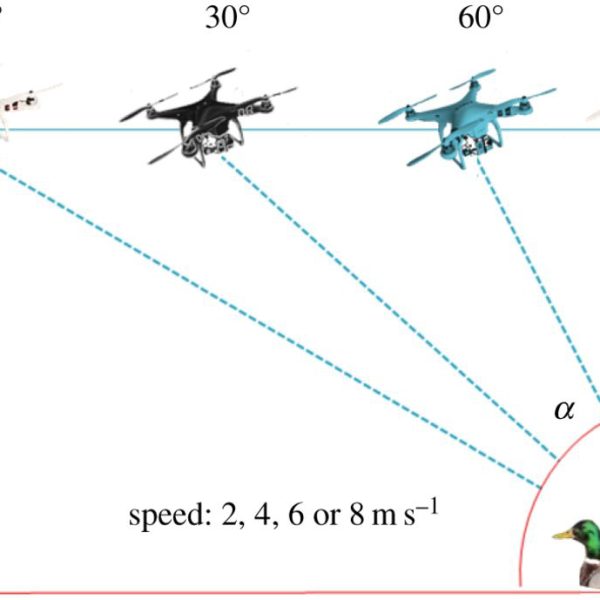 do-no-harm-el-uso-tecnico-y-etico-de-drones-para-observar-la-vida-silvestre