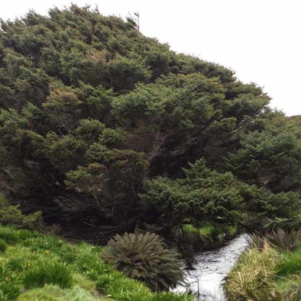 el-arbol-mas-solitario-del-mundo-tiene-corte-en-la-isla-de-nueva-zelanda