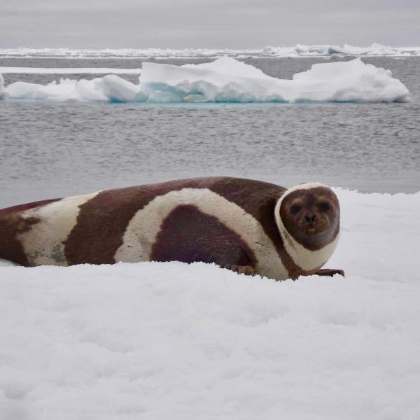 el-derretimiento-del-hielo-marino-abre-el-oceano-artico-a-las-ballenas-asesinas