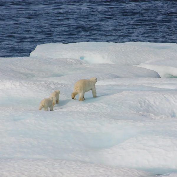 el-derretimiento-del-hielo-marino-obliga-a-los-osos-polares-a-viajar-mas-lejos-para-sobrevivir
