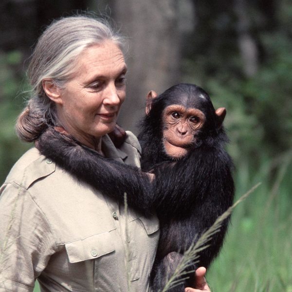 el-documental-de-jane-goodall-es-hermoso-desgarrador-y-profundo