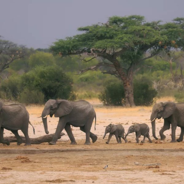 elefantes-del-bosque-en-peligro-con-nuevas-carreteras-en-africa