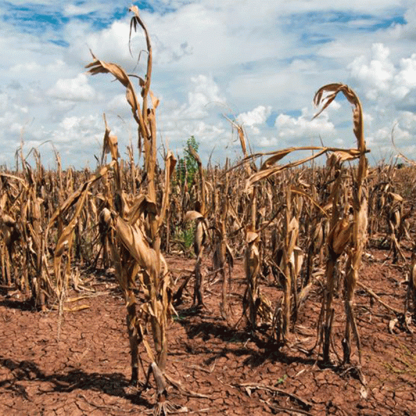 entre-la-lluvia-y-un-lugar-seco-la-agricultura-de-sri-lanka-en-un-clima-cambiante