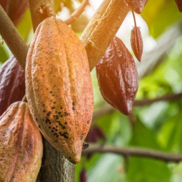 es-el-cacao-un-ingrediente-de-belleza-sostenible