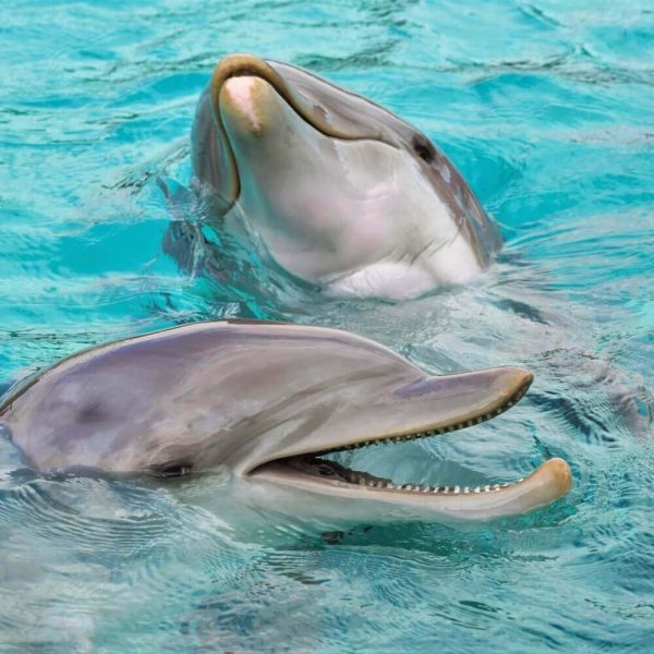 expedia-deja-de-vender-boletos-para-espectaculos-de-ballenas-y-delfines