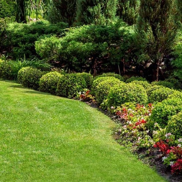 green-lawns-o-green-living-tenemos-que-elegir