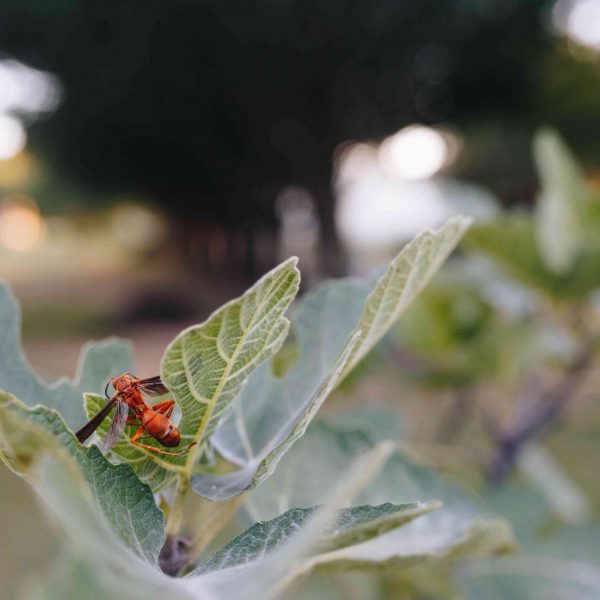 hay-realmente-avispas-muertas-en-tus-higos