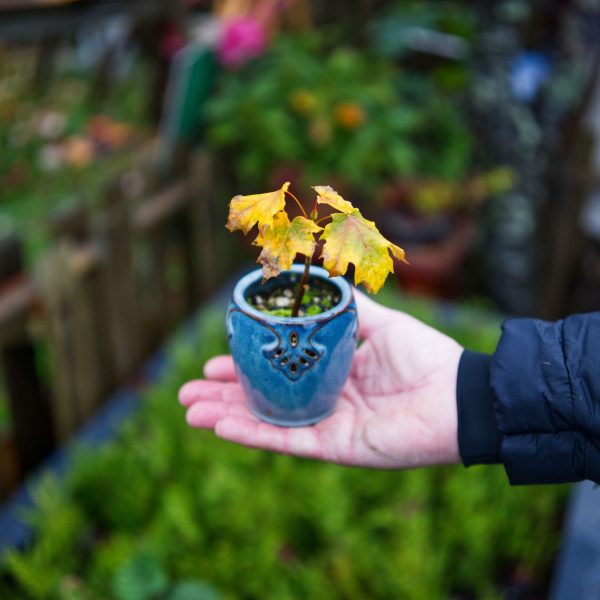 how-to-choose-containers-garden-5198107-07-1308c40c34884cbda9fcd9c86a14d827.jpg