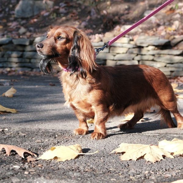 https-www.treehugger.com-how-to-start-running-with-your-dog-4863271-9-05fe4f6385244cfdb74a12957975550e.jpg