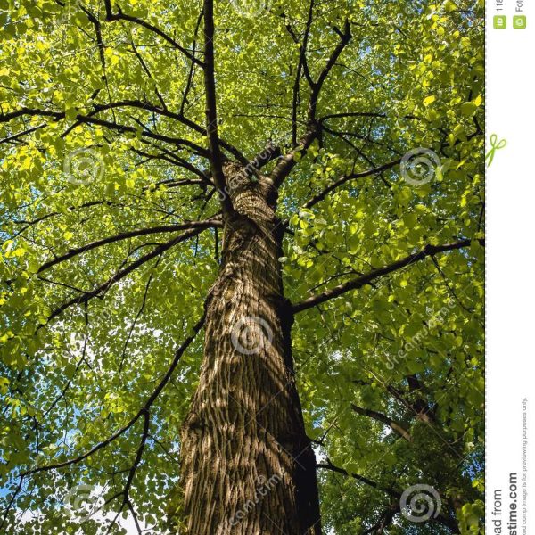 identificacion-de-arboles-de-tilo-americano
