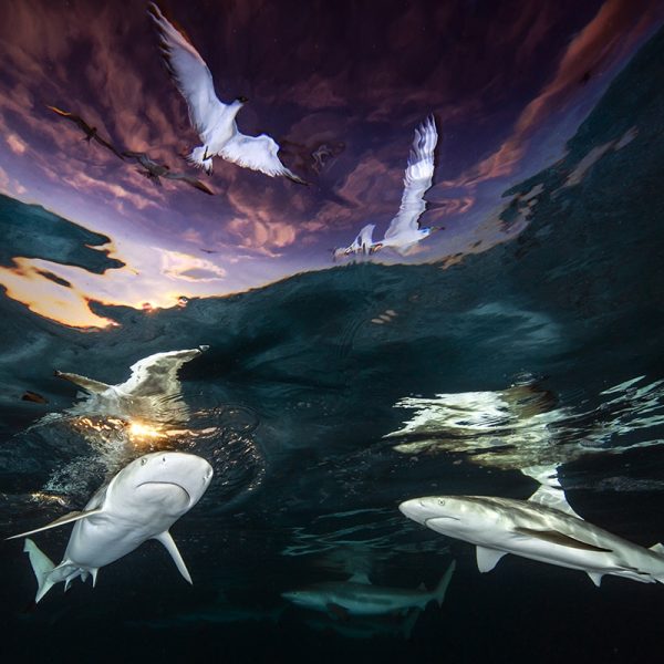 impresionantes-imagenes-compiten-por-premios-fotograficos