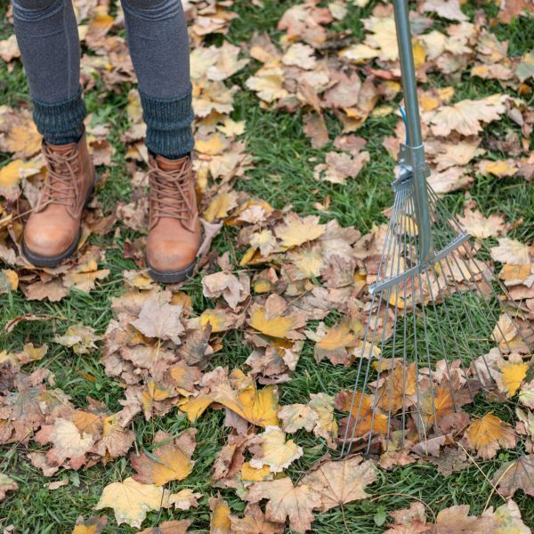 is-it-better-to-rake-or-leave-leaves-4864213-02-52a2028f6d5c407e88418cdbeb2943e9.jpg