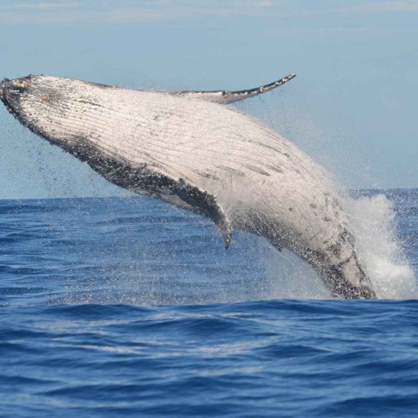 islandia-sugiere-el-fin-de-la-caza-de-ballenas-para-2024