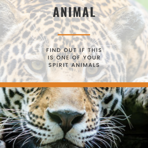 jaguar-espiritu-animal-spirit-animal-info
