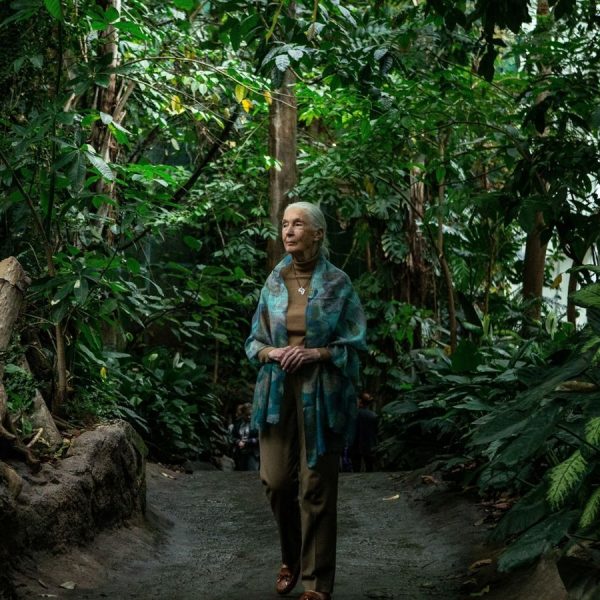 jane-goodall-se-une-al-esfuerzo-para-plantar-1-billon-de-arboles-para-2030