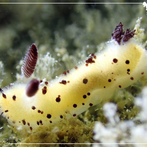 la-adorable-ciencia-detras-del-sea-bunny