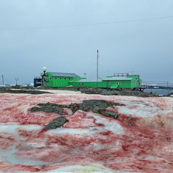 la-nieve-de-sangre-invade-la-antartida