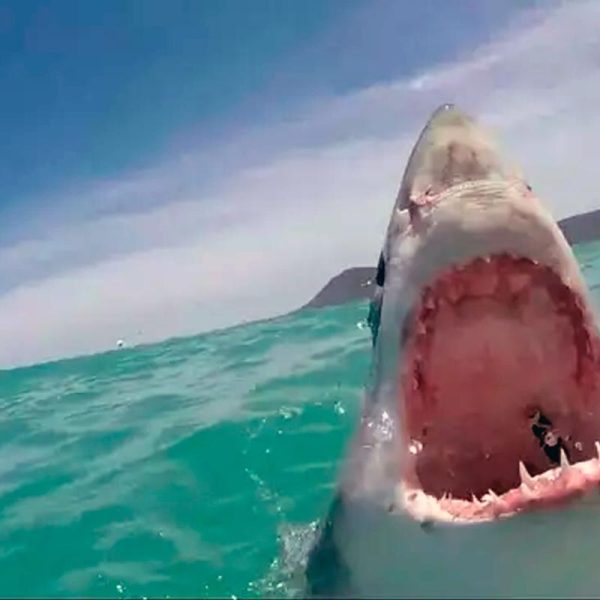 la-politizacion-de-los-ataques-de-tiburones-impulsa-los-sacrificios