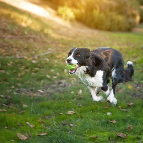 las-mejores-razas-de-perros-para-correr-companeros
