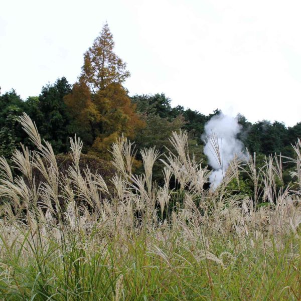 las-plantas-invasivas-todavia-se-ofrecen-ampliamente-a-la-venta-en-los-ee-uu