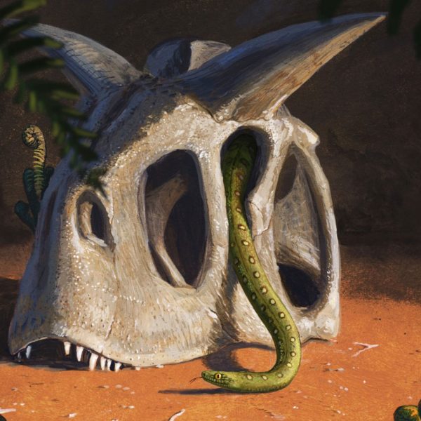 las-serpientes-de-hoy-evolucionaron-de-unos-pocos-sobrevivientes-del-asteroide-asesino