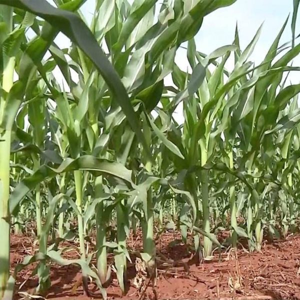 los-7-mejores-servicios-de-entrega-de-productos-agricolas-de-2022
