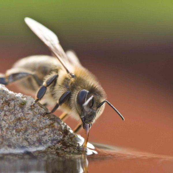 los-abejorros-pueden-cambiar-al-modo-economico-cuando-su-carga-de-nectar-se-vuelve-mas-pesada